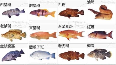 飼養魚的種類 九龍道長周易大學